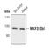 MCF.2 Cell Line Derived Transforming Sequence antibody, PA5-17112, Invitrogen Antibodies, Western Blot image 