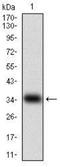 Myostatin antibody, NBP2-37264, Novus Biologicals, Western Blot image 