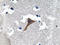 CTSH antibody, AP20646PU-N, Origene, Immunohistochemistry paraffin image 