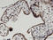 Histone Cluster 2 H2B Family Member E antibody, LS-C133984, Lifespan Biosciences, Immunohistochemistry paraffin image 