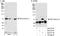 SCH antibody, A300-579A, Bethyl Labs, Western Blot image 