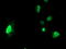 LSM1 Homolog, MRNA Degradation Associated antibody, LS-C173081, Lifespan Biosciences, Immunofluorescence image 