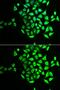 NSF Attachment Protein Gamma antibody, GTX54561, GeneTex, Immunocytochemistry image 