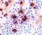 CD25 antibody, MA5-23714, Invitrogen Antibodies, Immunohistochemistry frozen image 