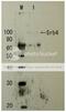 Mediator Complex Subunit 17 antibody, 62-008, BioAcademia Inc, Western Blot image 
