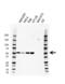 Interferon Regulatory Factor 3 antibody, VMA00640, Bio-Rad (formerly AbD Serotec) , Western Blot image 