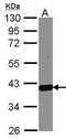 Prostaglandin F synthase antibody, PA5-28065, Invitrogen Antibodies, Western Blot image 