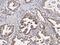 Pepsinogen 4, Group I (Pepsinogen A) antibody, GTX02035, GeneTex, Immunohistochemistry paraffin image 