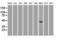 SRY-Box 17 antibody, LS-C114375, Lifespan Biosciences, Immunofluorescence image 