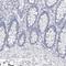 Lactoperoxidase antibody, HPA028688, Atlas Antibodies, Immunohistochemistry frozen image 