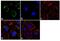 Coatomer Protein Complex Subunit Beta 1 antibody, PA1-061, Invitrogen Antibodies, Immunofluorescence image 