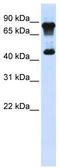 Myc-associated zinc finger protein antibody, TA335836, Origene, Western Blot image 