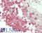 MOP antibody, LS-B14686, Lifespan Biosciences, Immunohistochemistry paraffin image 