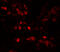 Aminoacyl tRNA synthase complex-interacting multifunctional protein 2 antibody, 7515, ProSci, Immunofluorescence image 