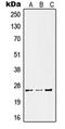 Kallikrein Related Peptidase 11 antibody, orb215032, Biorbyt, Western Blot image 