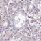 Ornithine Decarboxylase Antizyme 2 antibody, HPA047694, Atlas Antibodies, Immunohistochemistry frozen image 