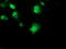 Ribosomal Protein S6 Kinase B1 antibody, TA502913, Origene, Immunofluorescence image 