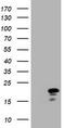 Cyclin Dependent Kinase Inhibitor 2C antibody, TA801189AM, Origene, Western Blot image 