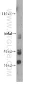 Serpin B13 antibody, 18045-1-AP, Proteintech Group, Western Blot image 