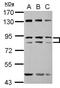 Zinc Finger Protein Y-Linked antibody, NBP2-20949, Novus Biologicals, Western Blot image 