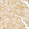 Actinin Alpha 1 antibody, 14-062, ProSci, Immunohistochemistry paraffin image 
