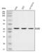 BUB3 Mitotic Checkpoint Protein antibody, A03118-2, Boster Biological Technology, Western Blot image 