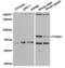 Forkhead Box M1 antibody, TA327372, Origene, Western Blot image 
