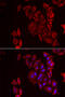 Phosphoribosylaminoimidazole Carboxylase And Phosphoribosylaminoimidazolesuccinocarboxamide Synthase antibody, 22-233, ProSci, Immunofluorescence image 
