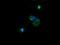 NADH:Ubiquinone Oxidoreductase Subunit B10 antibody, M11886-1, Boster Biological Technology, Immunofluorescence image 