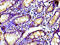 Tubulin Gamma Complex Associated Protein 4 antibody, CSB-PA871402LA01HU, Cusabio, Immunohistochemistry paraffin image 