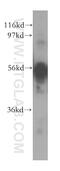 CXADR Ig-Like Cell Adhesion Molecule antibody, 11777-1-AP, Proteintech Group, Western Blot image 