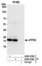 ATP Synthase Peripheral Stalk Subunit OSCP antibody, A305-419A, Bethyl Labs, Immunoprecipitation image 