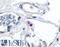 CD11C antibody, LS-A9381, Lifespan Biosciences, Immunohistochemistry paraffin image 