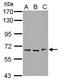 F-box/WD repeat-containing protein 11 antibody, PA5-29877, Invitrogen Antibodies, Western Blot image 