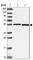 Heat Shock Protein Family A (Hsp70) Member 14 antibody, HPA046180, Atlas Antibodies, Western Blot image 