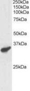 Polycomb group RING finger protein 3 antibody, GTX23892, GeneTex, Western Blot image 