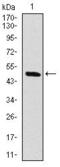 Raf-1 Proto-Oncogene, Serine/Threonine Kinase antibody, GTX60556, GeneTex, Western Blot image 