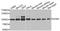 G Elongation Factor Mitochondrial 1 antibody, orb373274, Biorbyt, Western Blot image 