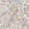 Protein Kinase C And Casein Kinase Substrate In Neurons 2 antibody, FNab06101, FineTest, Immunohistochemistry paraffin image 