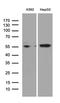 Staufen Double-Stranded RNA Binding Protein 1 antibody, LS-C792800, Lifespan Biosciences, Western Blot image 