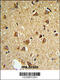 Iodothyronine Deiodinase 2 antibody, 63-610, ProSci, Immunohistochemistry frozen image 