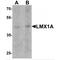 LIM Homeobox Transcription Factor 1 Alpha antibody, MBS153489, MyBioSource, Western Blot image 