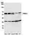 Proline Rich Coiled-Coil 1 antibody, A305-784A-M, Bethyl Labs, Western Blot image 