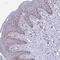 Exosome Component 7 antibody, NBP2-38837, Novus Biologicals, Immunohistochemistry frozen image 