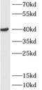 Alcohol Dehydrogenase 6 (Class V) antibody, FNab00165, FineTest, Western Blot image 