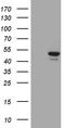Glial Cells Missing Transcription Factor 1 antibody, TA810519, Origene, Western Blot image 