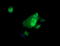 ETS Transcription Factor ERG antibody, LS-C174669, Lifespan Biosciences, Immunofluorescence image 