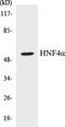 Hepatocyte Nuclear Factor 4 Alpha antibody, EKC1278, Boster Biological Technology, Western Blot image 