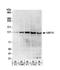 Ubiquitin carboxyl-terminal hydrolase 15 antibody, NB110-40690, Novus Biologicals, Western Blot image 