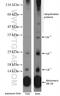 Ubiquitin B antibody, 10201-2-AP, Proteintech Group, Western Blot image 